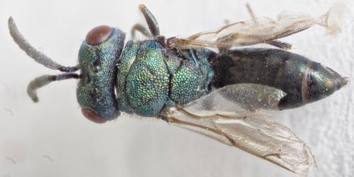 Norbanus cerasiops